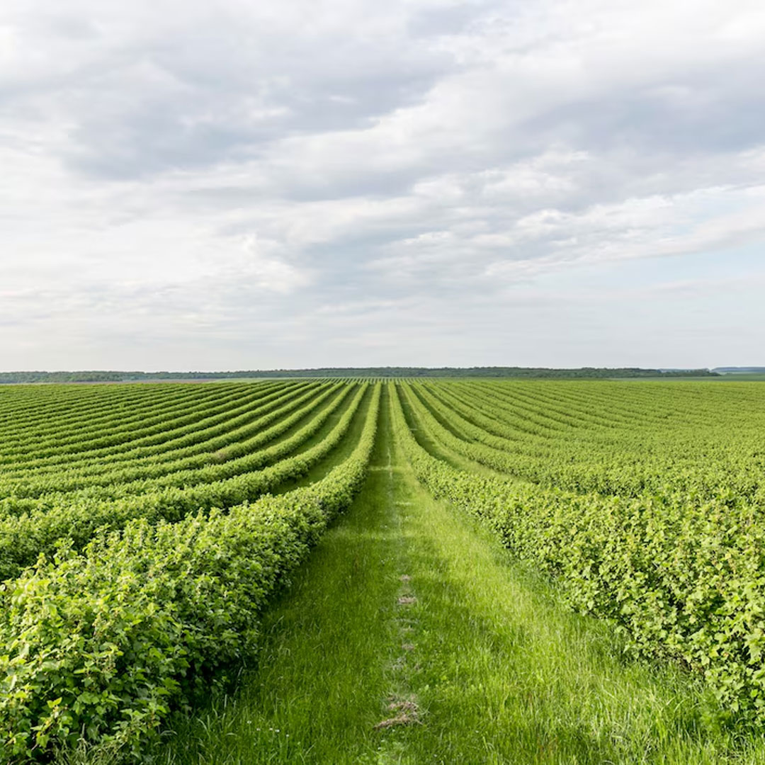 Industria agrícola como fertilizante para uso de suelo