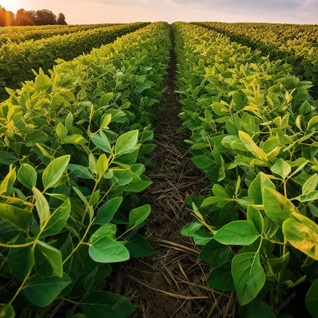 Industria agrícola como fertilizante